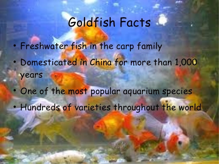 Fish facts