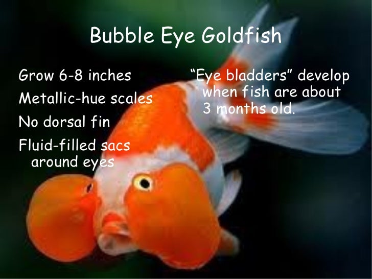 Goldfish Size Family Debra J. Barr
