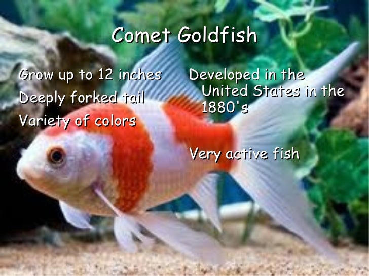 Mindy S Goldfish Powerpoint