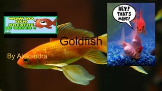 Goldfish
By Alexandra
 