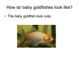 How do baby goldfishes look like? The baby goldfish look cute. 