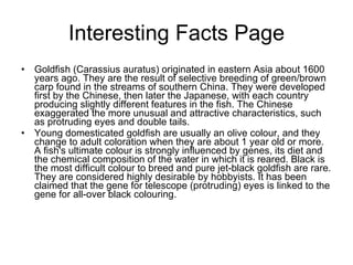 Interesting Facts Page Goldfish (Carassius auratus) originated in eastern Asia about 1600 years ago. They are the result of selective breeding of green/brown carp found in the streams of southern China. They were developed first by the Chinese, then later the Japanese, with each country producing slightly different features in the fish. The Chinese exaggerated the more unusual and attractive characteristics, such as protruding eyes and double tails.  Young domesticated goldfish are usually an olive colour, and they change to adult coloration when they are about 1 year old or more. A fish's ultimate colour is strongly influenced by genes, its diet and the chemical composition of the water in which it is reared. Black is the most difficult colour to breed and pure jet-black goldfish are rare. They are considered highly desirable by hobbyists. It has been claimed that the gene for telescope (protruding) eyes is linked to the gene for all-over black colouring.  