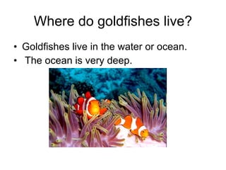 Where do goldfishes live? Goldfishes live in the water or ocean. The ocean is very deep. 