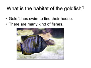 What is the habitat of the goldfish? Goldfishes swim to find their house. There are many kind of fishes. 