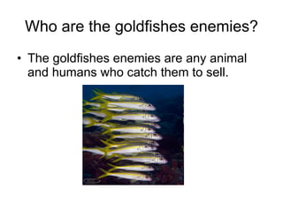 Who are the goldfishes enemies? The goldfishes enemies are any animal and humans who catch them to sell. 