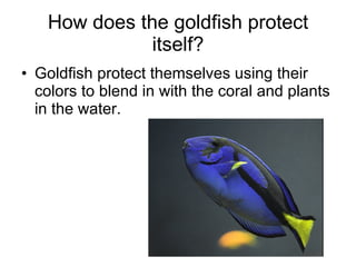 How does the goldfish protect itself? Goldfish protect themselves using their colors to blend in with the coral and plants in the water. 