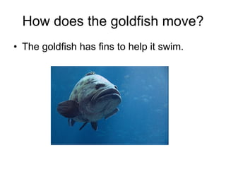 How does the goldfish move? The goldfish has fins to help it swim. 