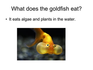 What does the goldfish eat? It eats algae and plants in the water. 