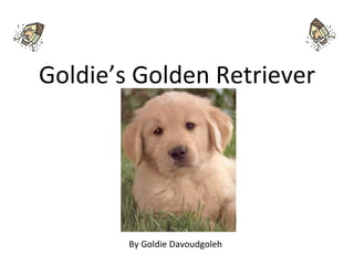 Goldie’s Golden Retriever By Goldie Davoudgoleh 