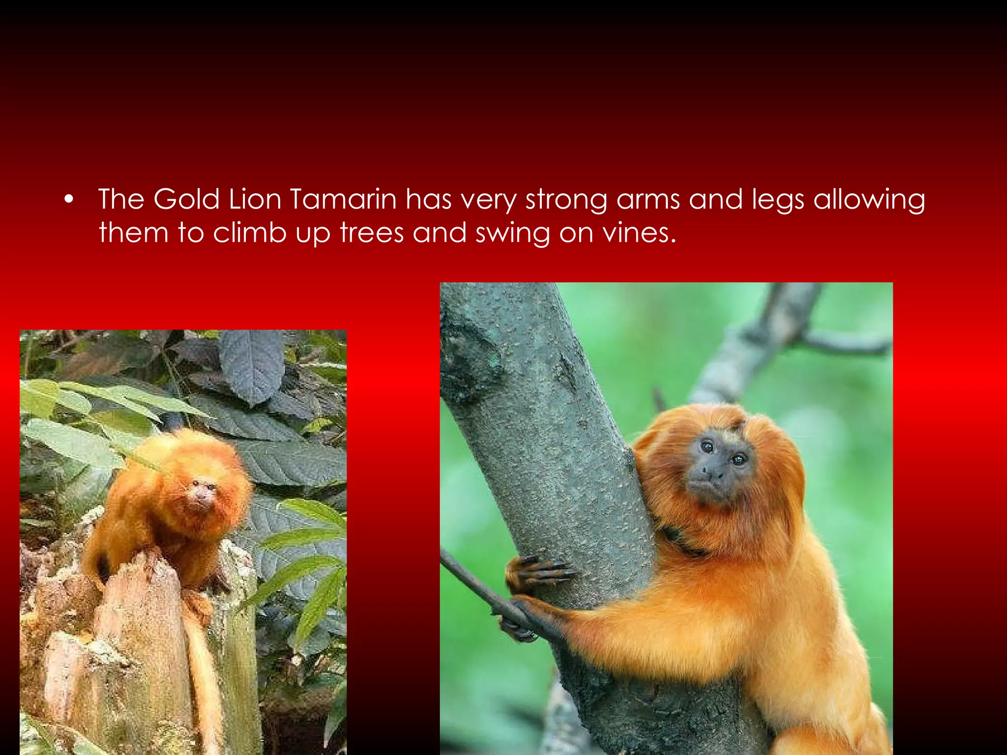 Martin_L_Gold lion tamarin monkey | PPT