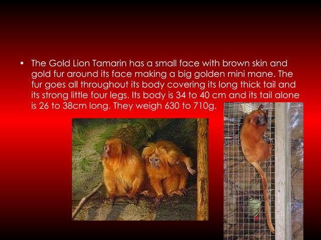 Martin_L_Gold lion tamarin monkey | PPT