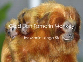 Gold Lion Tamarin Monkey By: Martin Longa 5B 