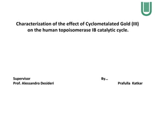 Characterization of the effect of Cyclometalated Gold (III)
      on the human topoisomerase IB catalytic cycle.




Supervisor                               By…
Prof. Alessandro Desideri                        Prafulla Katkar
 