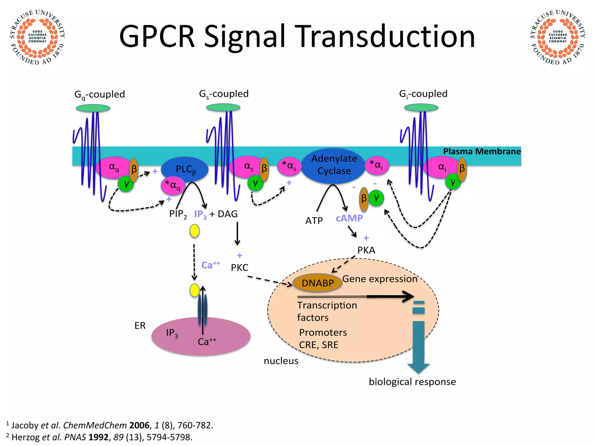 1 Jacoby et al. ChemMedChem 2006, 1 (8), 760-782.
2 Herzog et al. PNAS 1992, 89 (13), 5794-5798.
GPCR Signal Transduction
Plasma Membrane
Gq-coupled Gs-coupled Gi-coupled
αq
*αq
αs *αs αi βββ
γ γγ
PIP2 IP3 + DAG
+
+ PLCβ
+
Adenylate
Cyclase
ATP
IP3
Ca++
Ca++
+
PKC
β γ
--
cAMP
+
PKA
*αi
Transcrip on
factors
Promoters
CRE, SRE
Gene expressionDNABP
nucleus
ER
biological response
 