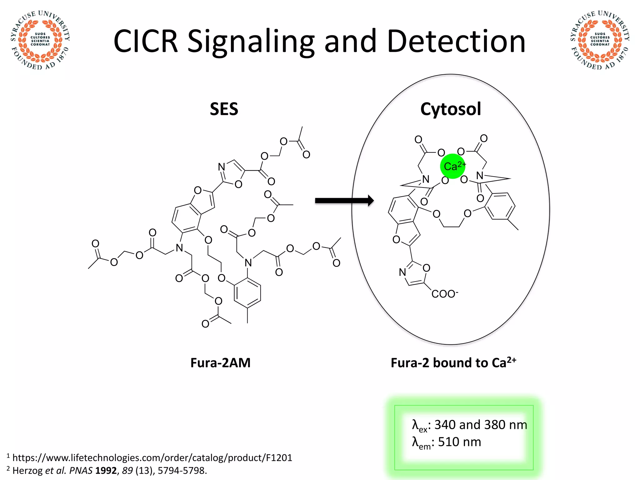 CICR Signaling and Detection
λex: 340 and 380 nm
λem: 510 nm
1 https://www.lifetechnologies.com/order/catalog/product/F1201
2 Herzog et al. PNAS 1992, 89 (13), 5794-5798.
O O
N
O
N O
N
O O
OO
O
O
O
O
COO-
Ca2+
O
N
O
O
O
O
O
O
N
O
O
O
O
O
O
O
O
O
N
O
O
O
O
O O
O
O
CytosolSES
Fura-2AM Fura-2 bound to Ca2+
 