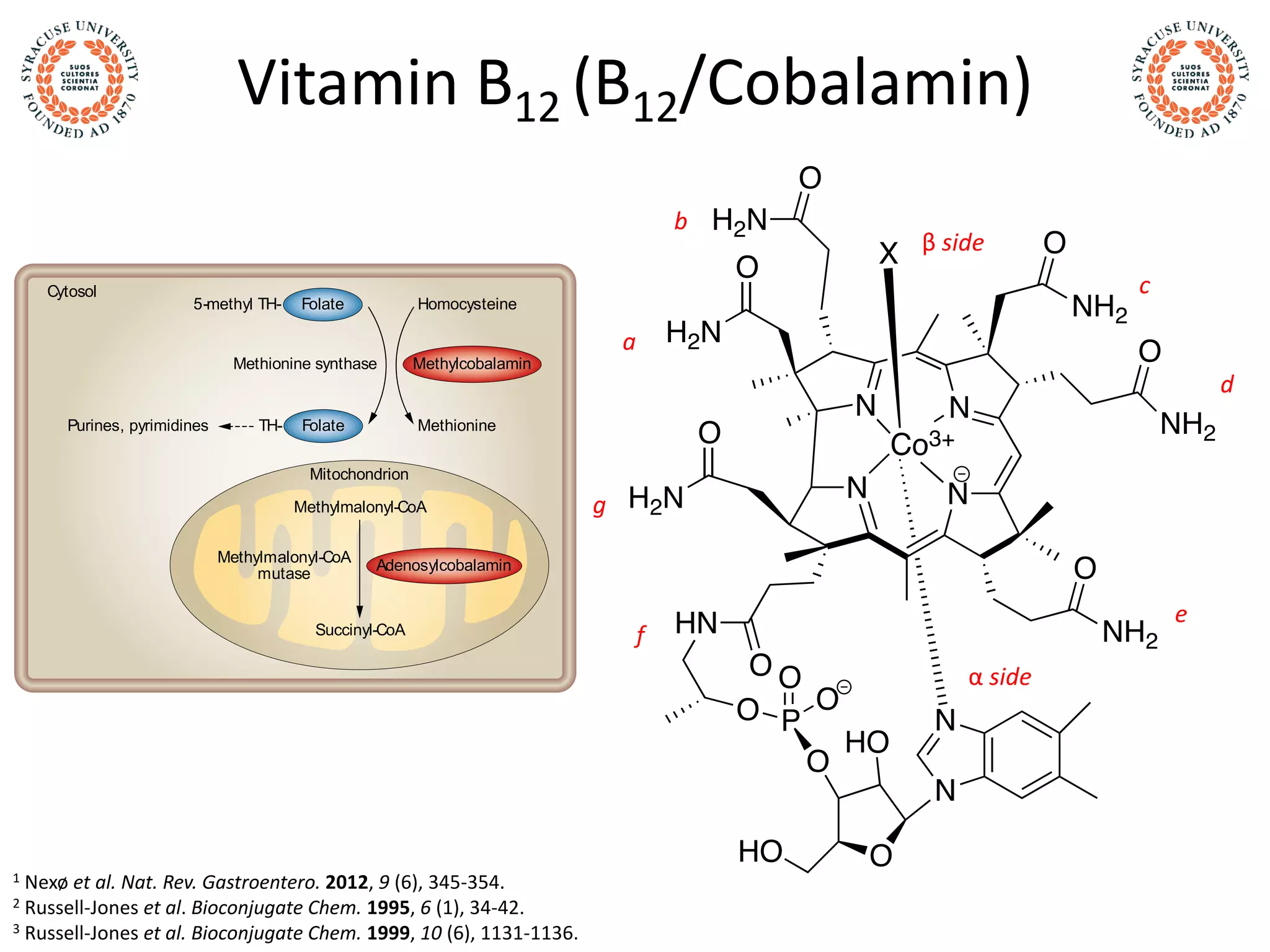 Vitamin B12 (B12/Cobalamin)
1 Nexø et al. Nat. Rev. Gastroentero. 2012, 9 (6), 345-354.
2 Russell-Jones et al. Bioconjugate Chem. 1995, 6 (1), 34-42.
3 Russell-Jones et al. Bioconjugate Chem. 1999, 10 (6), 1131-1136.
onsible
ceptor-
ntial for
only the
cfactor
issyn-
omach,
sidethe
highly
transcobalamin synthesis.Theaffectedchilddisplaysfew
symptomsat birth,but within monthsaseveredeficiency
developsand,if left untreated,it leadstolifelongimpair-
mentsdueto neurological damage.23–27
Several different
kindsof mutationsleading to alack of transcobalamin
havebeen identified, includingdeletionsand mutations
resultingin erroneousRNA editing.23–27
Haptocorrin isheavilyglycosylated and isexpressed in
many,but not all,mammals.28
In humans,haptocorrin is
b
Cytosol
Mitochondrion
FolatePurines, pyrimidines TH-
Folate5-methyl TH-
Methionine synthase Methylcobalamin
Homocysteine
Methionine
Adenosylcobalamin
Methylmalonyl-CoA
Succinyl-CoA
Methylmalonyl-CoA
mutase
B12
structure. The core of B12
consists of a corrin ring that encircles a
n atoms from the corrin ring, as well as to a nitrogen atom from a
ositioned below the plane of the corrin ring and a variable group (R)
able group can be occupied by several ligands, including a hydroxyl,
matically active cofactor carries either a methyl or a 5'-deoxadenosyl
efers to all variants of the vitamin, unless otherwise stated.
two distinct enzymatic processes: the conversion of homocysteine to
he conversion of methylmalonyl-CoA to succinyl-CoA by mitochondrial
inked to folate metabolism because the methyl group transferred to
thyl tetrahydrofolate to tetrahydrofolate. Tetrahydrofolate is essential
 