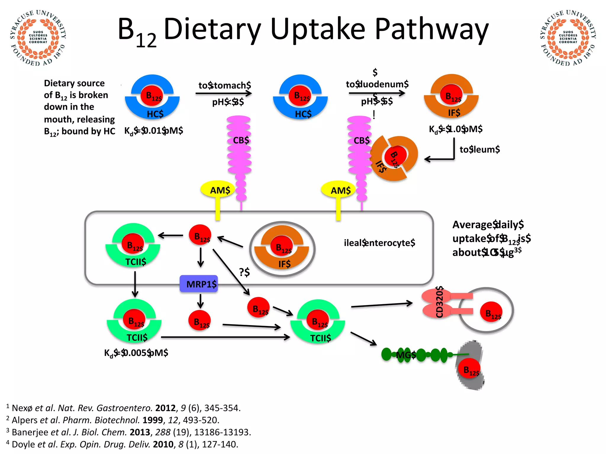 B12 Dietary Uptake Pathway
1 Nexø et al. Nat. Rev. Gastroentero. 2012, 9 (6), 345-354.
2 Alpers et al. Pharm. Biotechnol. 1999, 12, 493-520.
3 Banerjee et al. J. Biol. Chem. 2013, 288 (19), 13186-13193.
4 Doyle et al. Exp. Opin. Drug. Deliv. 2010, 8 (1), 127-140.
B12$
HC$
B12$
HC$
B12$
B12$
B12$ B12$
B12$
B12$
IF$
IF$
CB$
AM$
B12$
IF$
CB$
AM$
to$ileum$
to$stomach$
Kd$≈$0.01$pM$
$
to$duodenum$
$pH$>$5$
!
Dietary$source$of$
B12$is$broken$in$
mouth$releasing$
B12;$bound$by$HC$
ileal$enterocyte$B12$
TCII$
MRP1$
B12$
TCII$
?$
B12$
TCII$
CD320$
MG$
Kd$≈$1.0$pM$
Kd$≈$0.005$pM$
pH$<$3$
B12$
Average$daily$
uptake$of$B12$is$
about$1O5$μg3$
Dietary source
of B12 is broken
down in the
mouth, releasing
B12; bound by HC
 