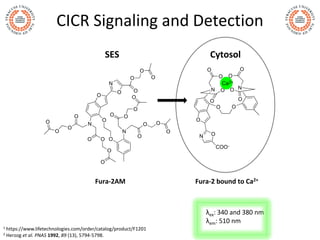CICR Signaling and Detection
λex: 340 and 380 nm
λem: 510 nm
1 https://www.lifetechnologies.com/order/catalog/product/F120...