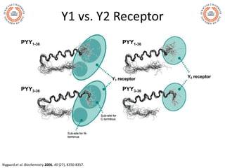 Y1 vs. Y2 Receptor
Nygaard et al. Biochemistry 2006, 45 (27), 8350-8357.
PYY1-36
PYY3-36
PYY1-36
PYY3-36
 