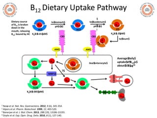 B12 Dietary Uptake Pathway
1 Nexø et al. Nat. Rev. Gastroentero. 2012, 9 (6), 345-354.
2 Alpers et al. Pharm. Biotechnol. ...