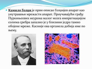  Камило Голџи је први описао Голџијев апарат као
унутрашњи мрежасти апарат. Проучавајући грађу
Пуркињеових неурона малог мозга импрегнацијом
солима сребра запазио је у близини једра тамно
обојене мреже. Касније ова органела добија име по
њему.
 