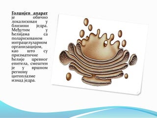 Голџијев апарат
је обично
локализован у
близини једра.
Међутим у
ћелијама са
поларизованом
интрацелуларном
организацијом,
као што су
призматичне
ћелије цревног
епитела, смештен
је у вршном
региону
цитоплазме
изнад једра.
 