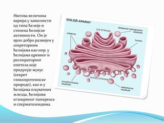 Његова величина
варира у зависности
од типа ћелије и
степена ћелијске
активности. Он је
врло добро развијен у
секреторним
ћелијама као нпр. у
ћелијама цревног и
респираторног
епитела које
продукује мукус
(секрет
гликопротеинске
природе), као и у
ћелијама пљувачних
жлезда, ћелијама
егзокриног панкреаса
и сперматозоидима.
 