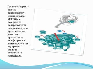 Голџијев апарат је
обично
локализован у
близини једра.
Међутим у
ћелијама са
поларизованом
интрацелуларном
организацијом,
као што су
призматичне
ћелије цревног
епитела, смештен
је у вршном
региону
цитоплазме
изнад једра.
 