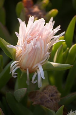 Goleta - Flowers