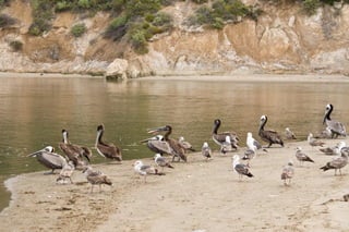 Goleta - Pelicans