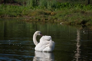Goleta - Swan