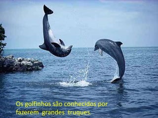 Os golfinhos são conhecidos por
fazerem grandes truques.
 