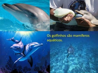 Os golfinhos são mamíferos
aquáticos.
 