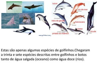 Estas são apenas algumas espécies de golfinhos.Chegaram
a trinta e sete espécies descritas entre golfinhos e botos
tanto de água salgada (oceano) como água doce (rios).
 