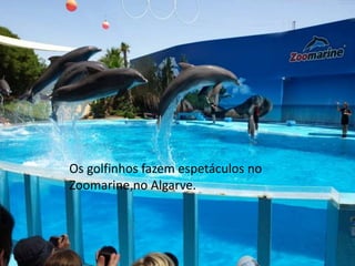 Os golfinhos fazem espetáculos no
Zoomarine,no Algarve.
 