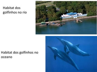 Habitat dos
 golfinhos no rio




Habitat dos golfinhos no
oceano
 