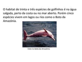 O habitat de trinta e três espécies de golfinhos é na água
salgada, perto da costa ou no mar aberto. Porém cinco
espécies vivem em lagos ou rios como o Boto da
Amazónia.




                   Este é o boto da Amazónia
 