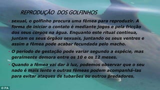 REPRODUÇÃO DOS GOLFINHOS
• sexual, o golfinho procura uma fêmea para reproduzir. A
forma de iniciar o contato é mediante jogos e pela fricção
dos seus corpos na água. Enquanto este ritual continua,
juntam os seus órgãos sexuais, juntando os seus ventres e
assim a fêmea pode acabar fecundada pelo macho.
• O período de gestação pode variar segundo a espécie, mas
geralmente demora entre os 10 e os 12 meses.
• Quando a fêmea vai dar à luz, podemos observar que o seu
nado é mais lento e outras fêmeas podem acompanhá-las
para evitar ataques de tubarões ou outros predadores.
 