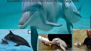 ALGUMAS FOTOS DOS GOLFINHO RECEM NASCIDOS
 