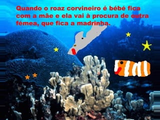 Quando o roaz corvineiro é bébé fica
com a mãe e ela vai à procura de outra
fémea, que fica a madrinha.
 