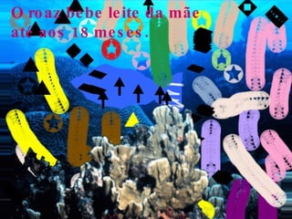 O ro az be be le ite da mãe
até ao s 18 me s e s .
 