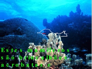 E s t e s m a m íf e r o s
s ã o b r in c a lh õ e s ,
a c ro b a ta s e
 