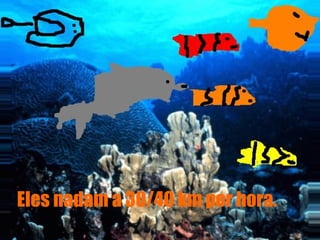 Eles nadam a 30/40 km por hora.
 