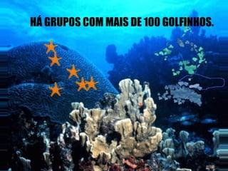 HÁ GRUPOS COM MAIS DE 100 GOLFINHOS.
 