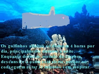Os g o lfinho s adulto s s ó do rme m 4 ho ras po r
dia , princ ipalme nte durante a no ite .
Enquanto do rme m , me tade do c ére bro
de s c ans a e a o utra e s tá ale rta , po rque s ó
c o ns e g ue m e s tar 15 minuto s s e m re s pirar.
 