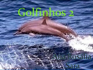 Golfinhos 2 Ana Rosália  Sara 