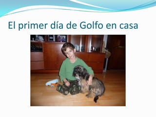 El primer día de Golfo en casa

 