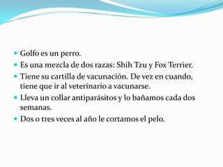  Golfo es un perro.
 Es una mezcla de dos razas: Shih Tzu y Fox Terrier.
 Tiene su cartilla de vacunación. De vez en cuando,

tiene que ir al veterinario a vacunarse.
 Lleva un collar antiparásitos y lo bañamos cada dos
semanas.
 Dos o tres veces al año le cortamos el pelo.

 