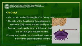 Cis-Golgi
• Also known as the "forming face" or "entry side."
• The side of the Golgi facing the endoplasmic
reticulum (ER), where proteins and lipids first enter.
• Receives newly synthesized proteins and lipids from
the ER through transport vesicles.
•
Primary function is to receive and sort molecules
before they proceed further into the Golgi.
•
 
