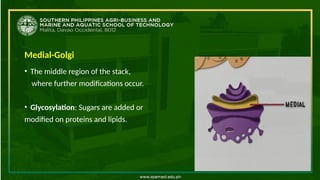 Medial-Golgi
• The middle region of the stack,
where further modifications occur.
• Glycosylation: Sugars are added or
modified on proteins and lipids.
 